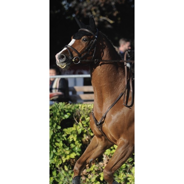 Collier de chasse privilège équitation