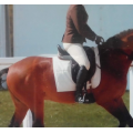 Veste concours Esperado Marron M
