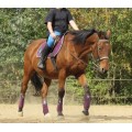 Bandes de polo
