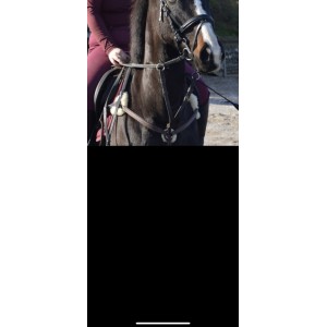 collier de chasse 5 points