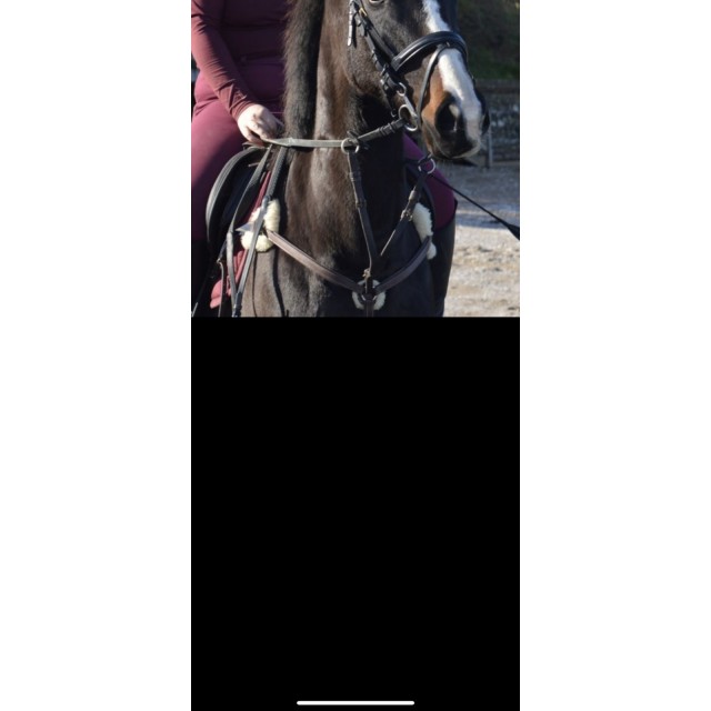 collier de chasse 5 points