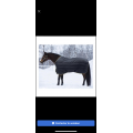 horseware 400g