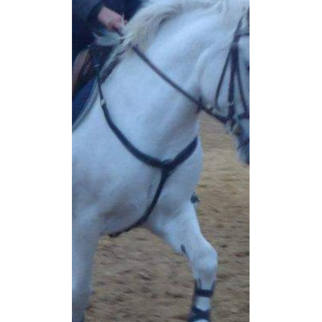 Collier de chasse H.F.I