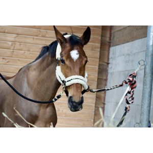 Licol kentucky
