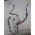 Collier de chasse