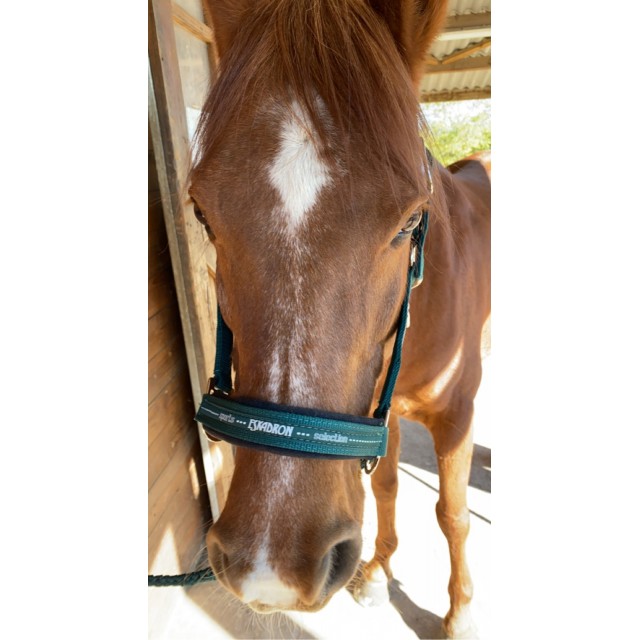 Licol et longe Eskadron