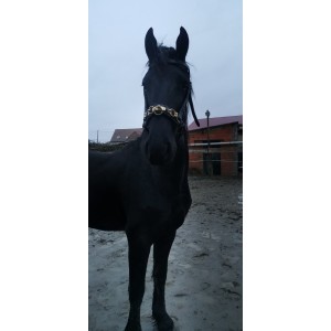 Caveçon en cuir TdeT 3 anneaux