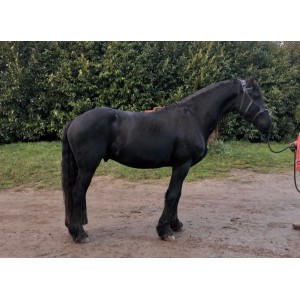 Caveçon espagnol MEHIS en cuir 3 anneaux