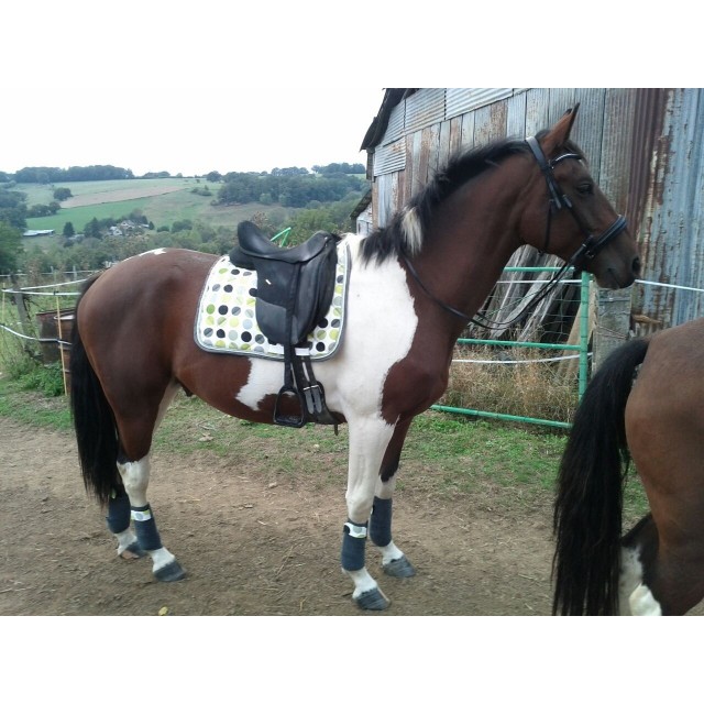 Ensemble tapis dressage bande LBAT