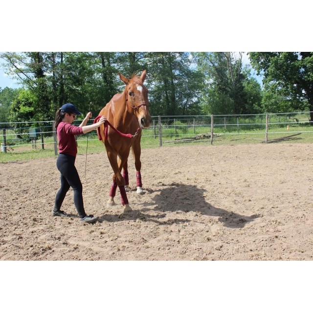 Bandes de polo bordeaux