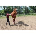 Bandes de polo bordeaux