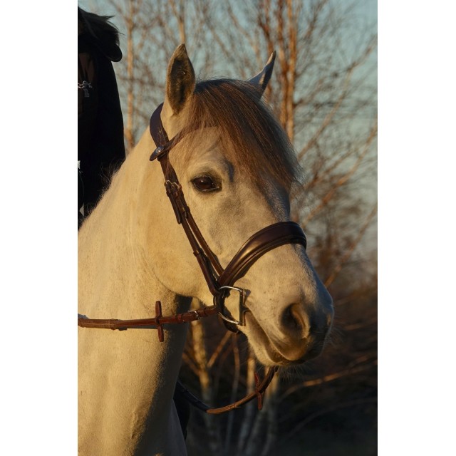 Bridon "Flying change" PS OF SWEDEN