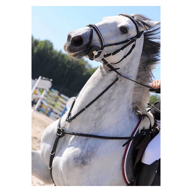 collier de chasse cheval + martingale