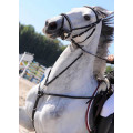 collier de chasse cheval + martingale