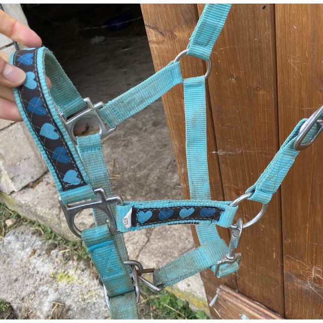 Licol taille shetland