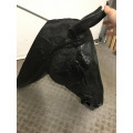 Tête de cheval