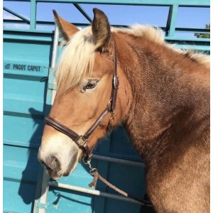 Licol de concours cuir Reynald taille FULL