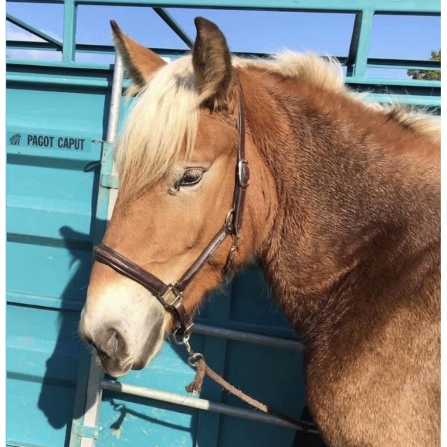 Licol de concours cuir Reynald taille FULL