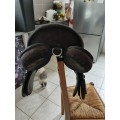 Selle norton 18 pouces + etrivières Norton