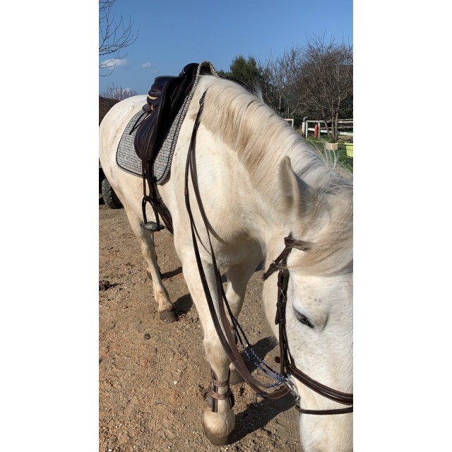 Filet Equipe