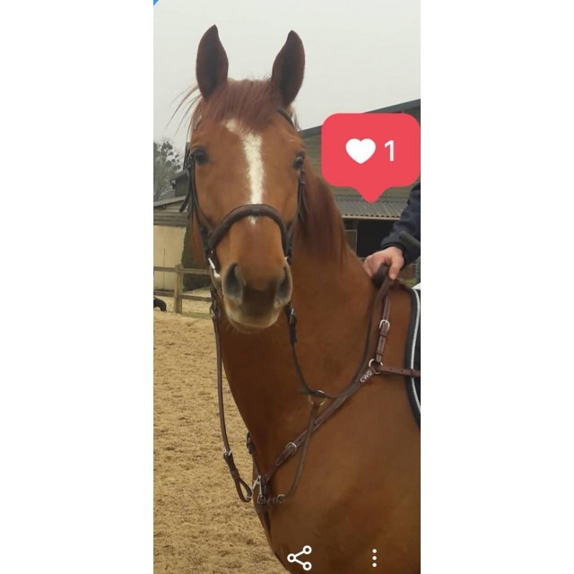 Collier de chasse martingale CWD 1/2 rond