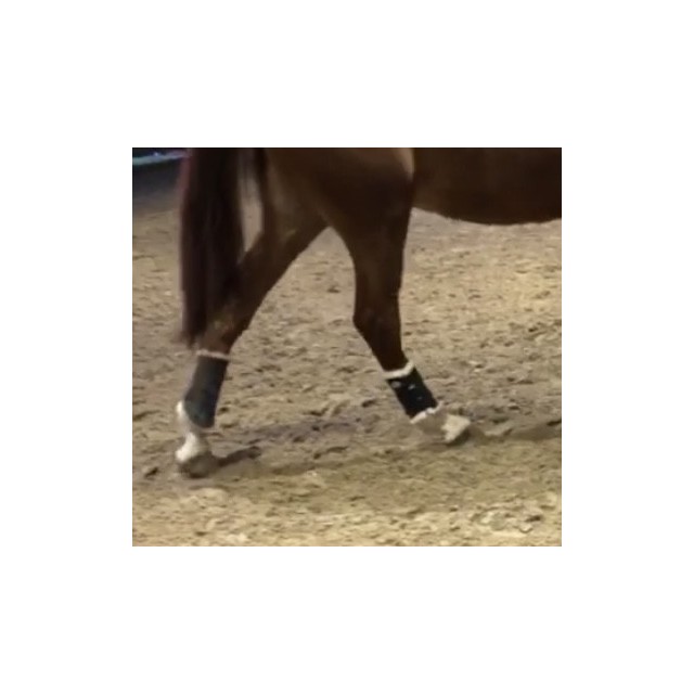 Guêtres de dressage - Flextrainer Harry's Horse