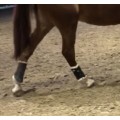 Guêtres de dressage - Flextrainer Harry's Horse