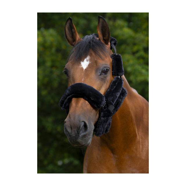 Fourreaux de licol