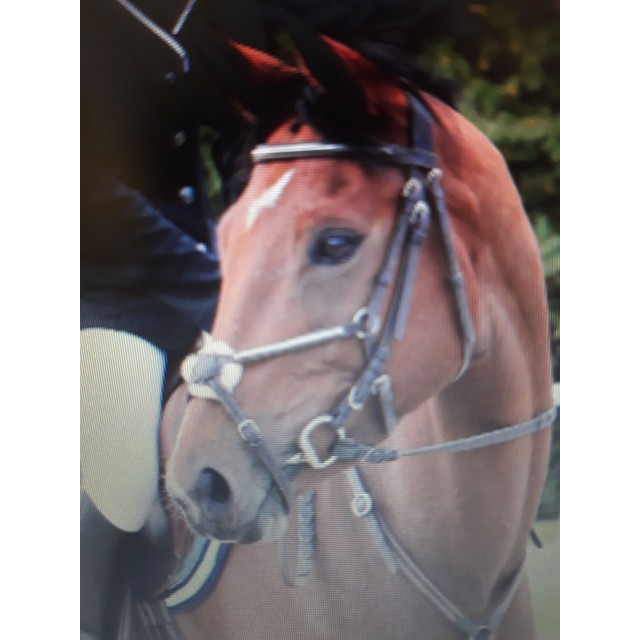 Bidon muserolle croisée