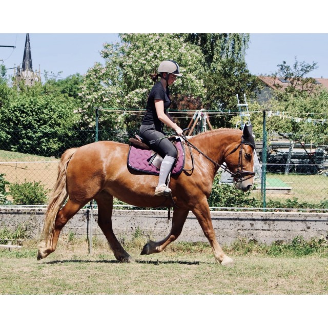 Tapis paddock sport prune