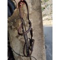 Bridon muserolle combinée epona marron