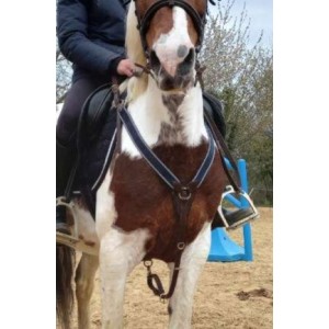 Collier de chasse time rider