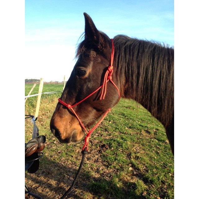 Licol éthologique rouge taille cheval