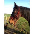 Licol éthologique rouge taille cheval