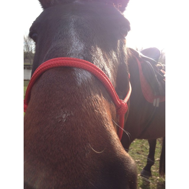 Licol éthologique rouge taille cheval