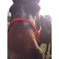 Licol éthologique rouge taille cheval