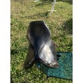 Selle de dressage à vendre