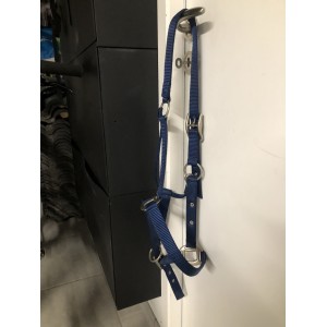 Licol bleu électrique