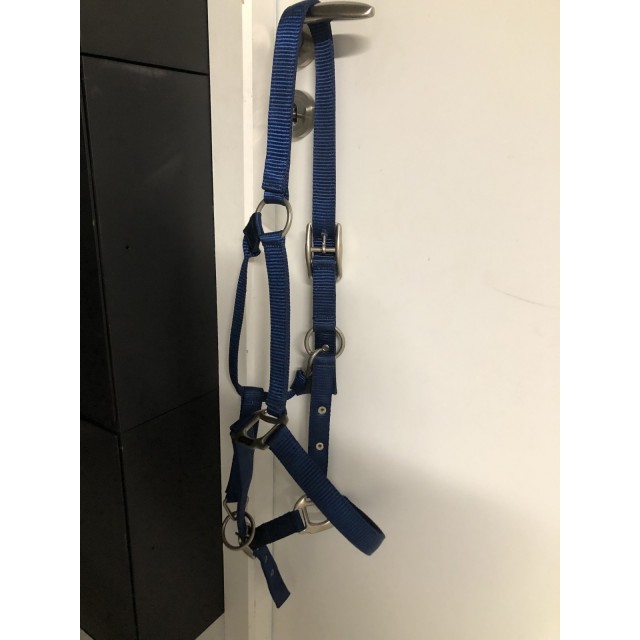 Licol bleu électrique