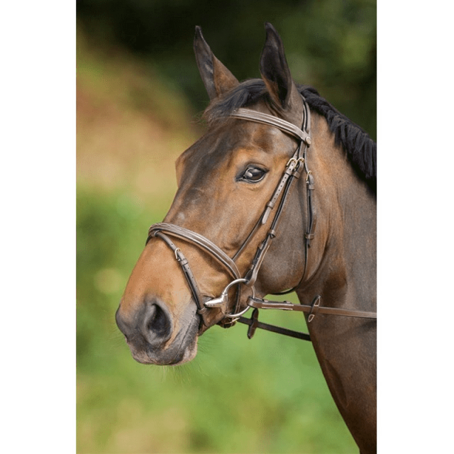 hfi Bridon anatomique