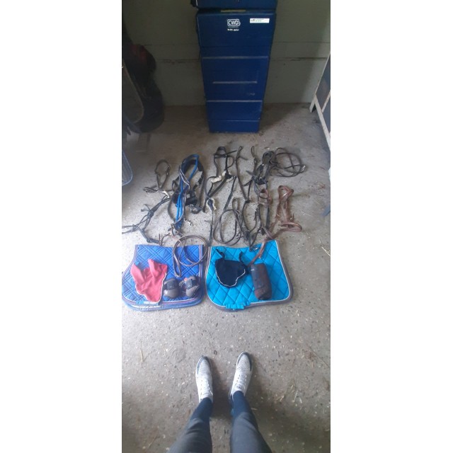 Lot taille cheval