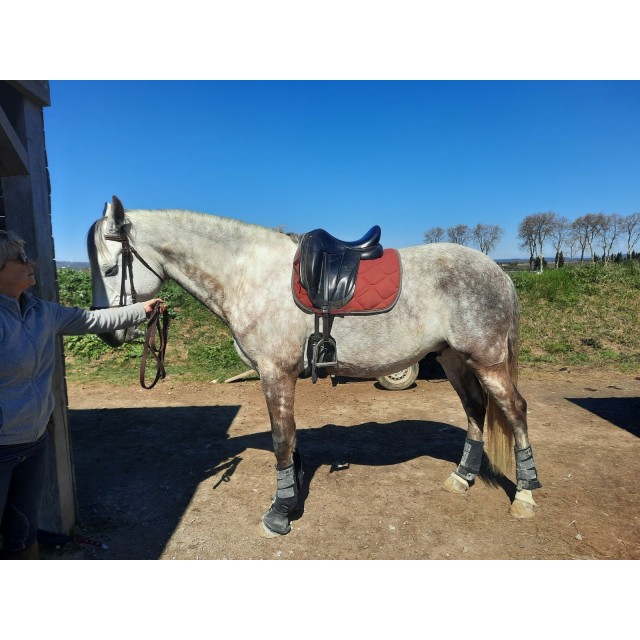 Selle Forestier Aachen