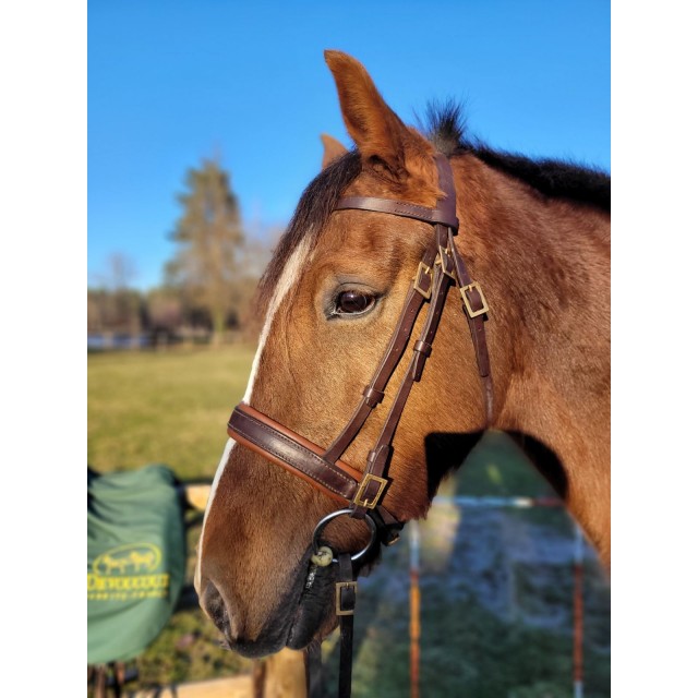 Filet sellerie du Querçus