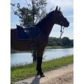 Selle Bruno Delgrange 17p