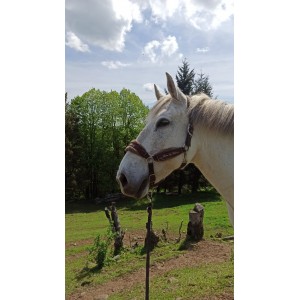 Licol Fouganza Moumoute Marron avec longe