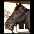 Filet thérapeutique Dy'on noir cheval