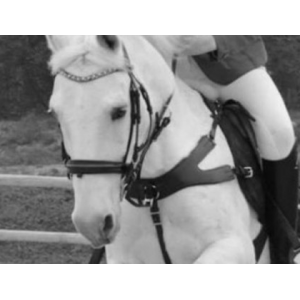 Collier de chasse & martingale