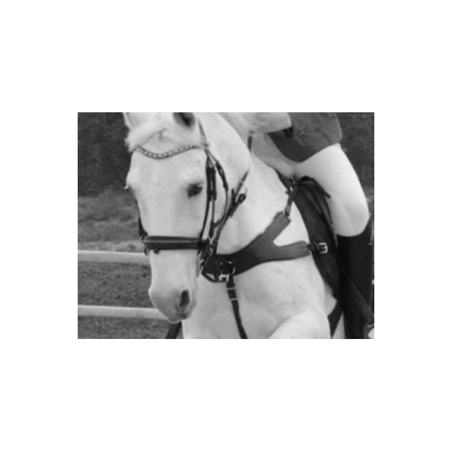 Collier de chasse & martingale