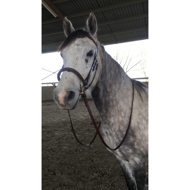 Filet T cheval/cob Eric Thomas Havane