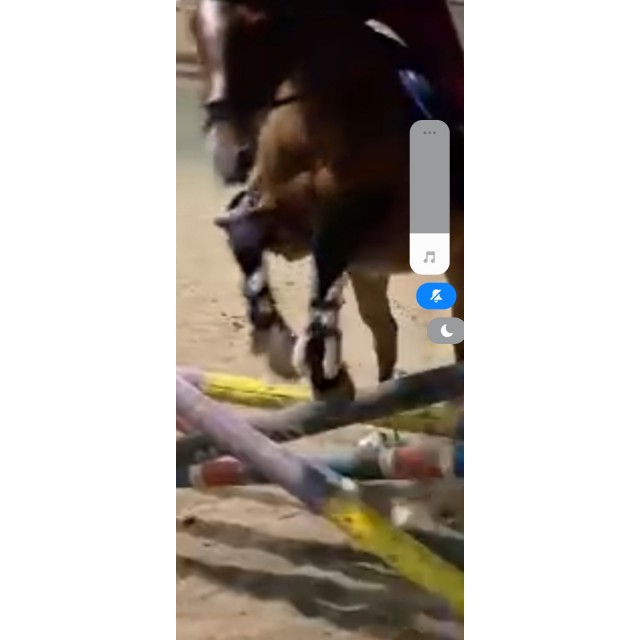 Guêtres mouton taille J